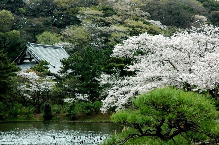 Kirschblüte im Sankeien Garden