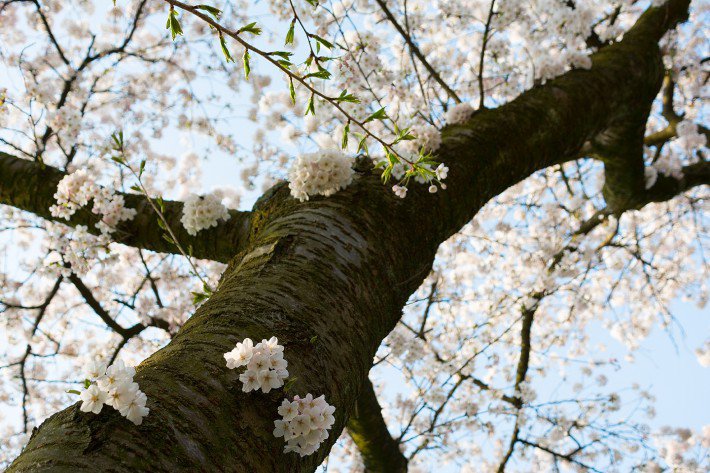 Kirschblüte im Düsseldorfer Nordpark